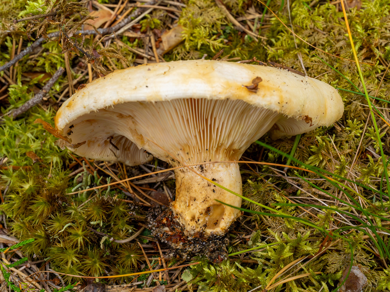 lactarius-resimus_1-11