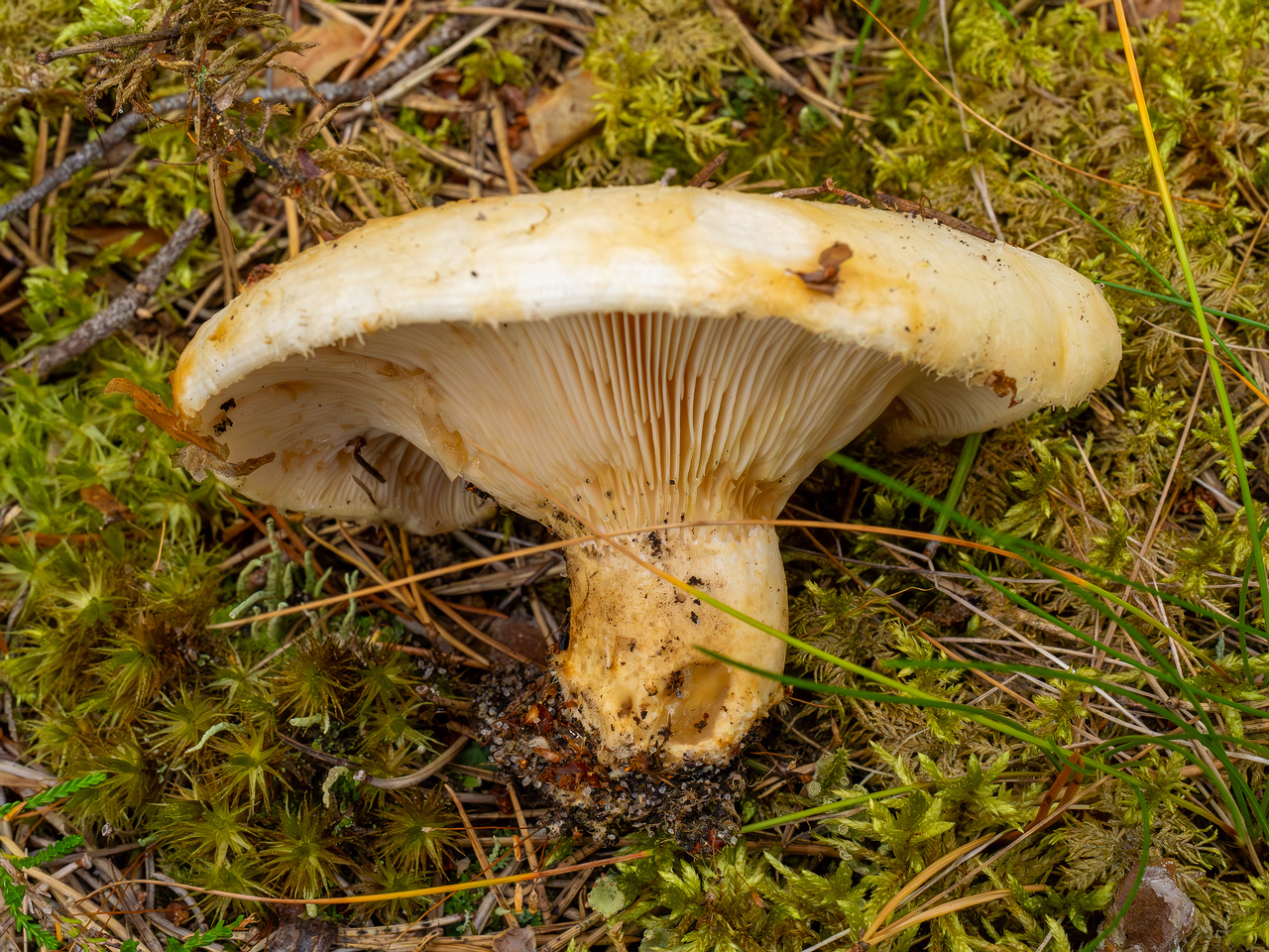 lactarius-resimus_1-12