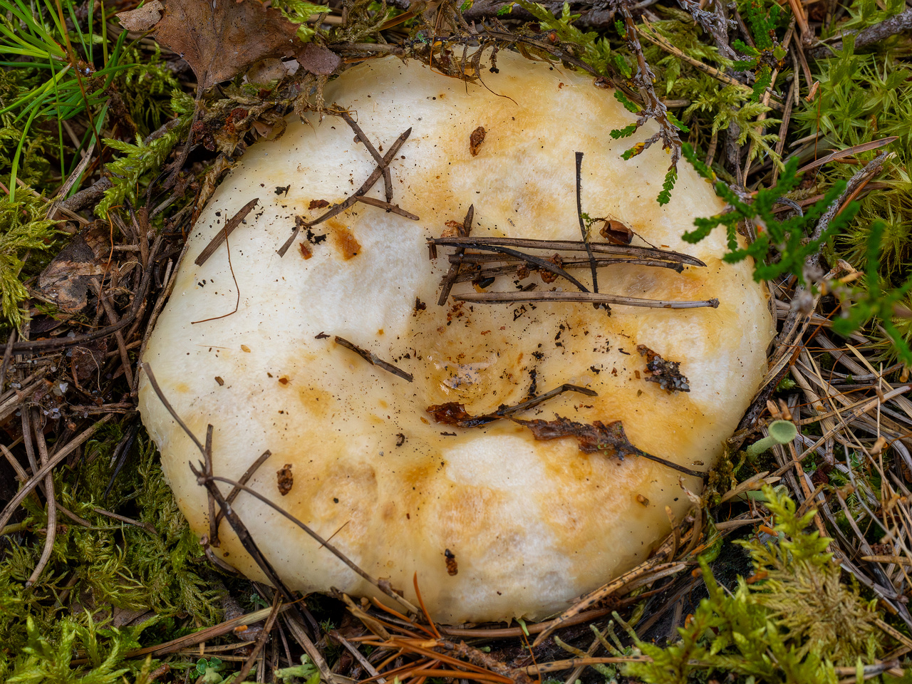 lactarius-resimus_1-3