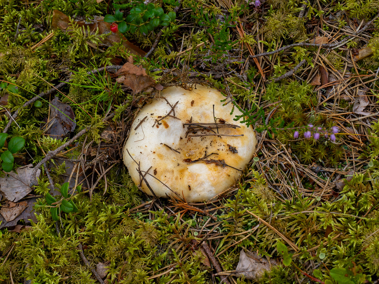 lactarius-resimus_1-5