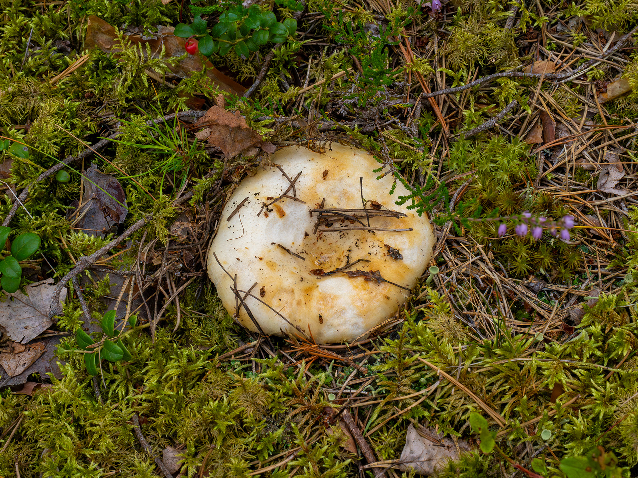 lactarius-resimus_1-6