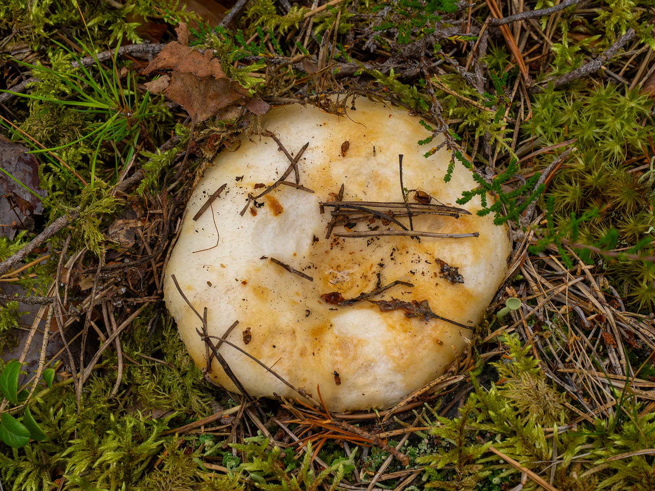 lactarius-resimus_1-8