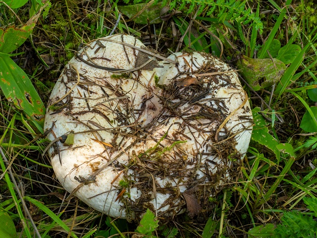 Груздь осиновый - Lactarius controversus