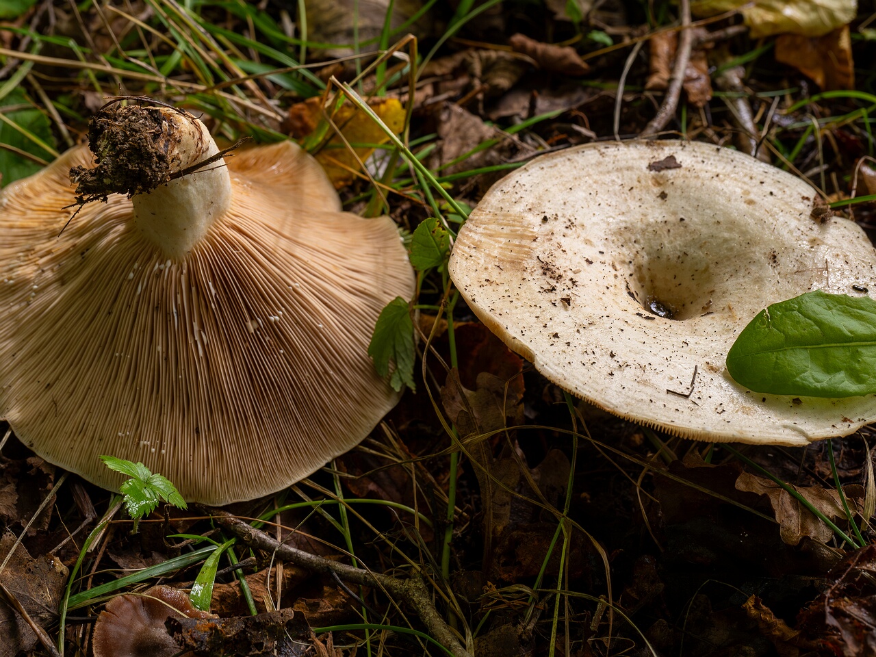 Lactarius controversus _2026-09-19_1-10