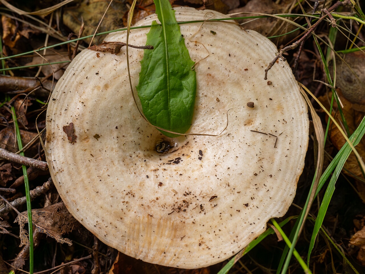 Lactarius controversus _2026-09-19_1-2