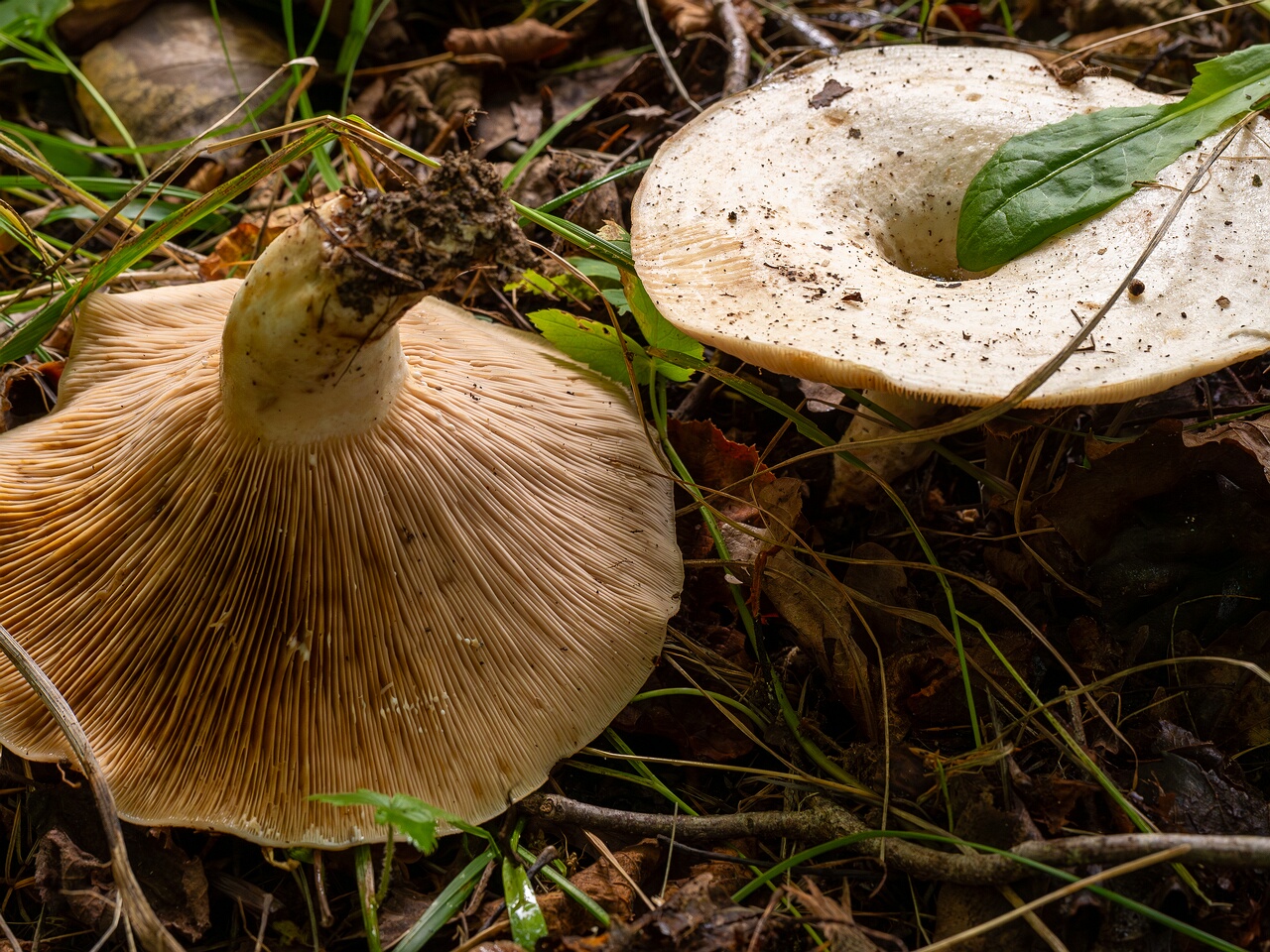 Lactarius controversus _2026-09-19_1-3