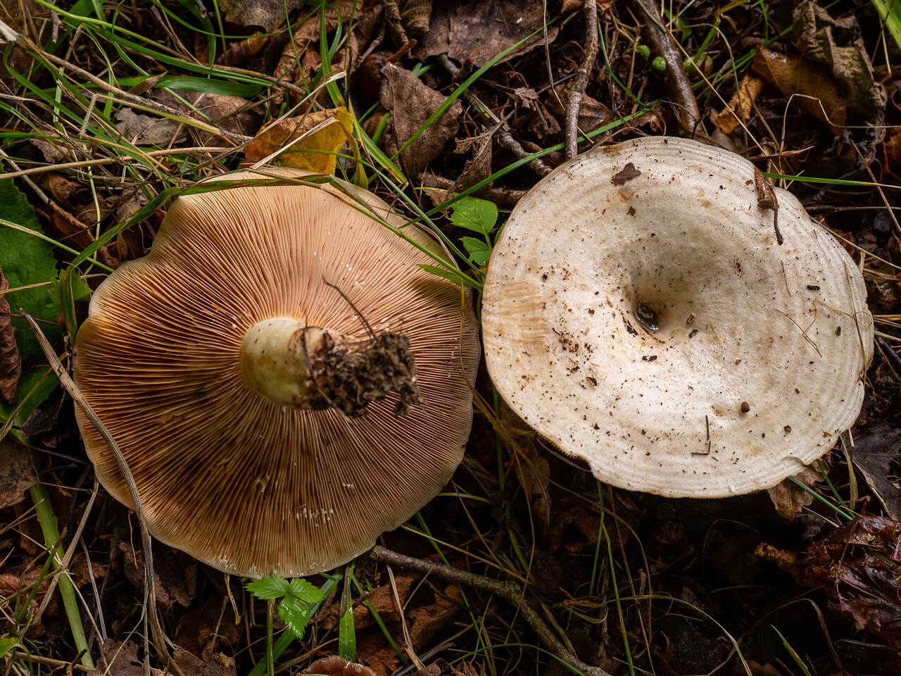 Lactarius controversus _2026-09-19_1-4