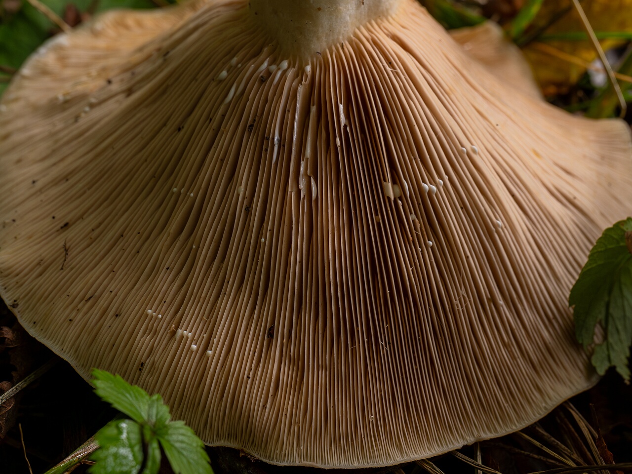 Lactarius controversus _2026-09-19_1-5