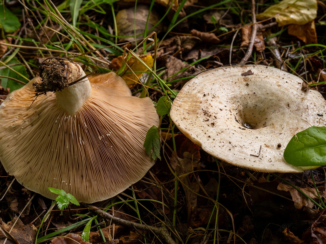 Lactarius controversus _2026-09-19_1-6