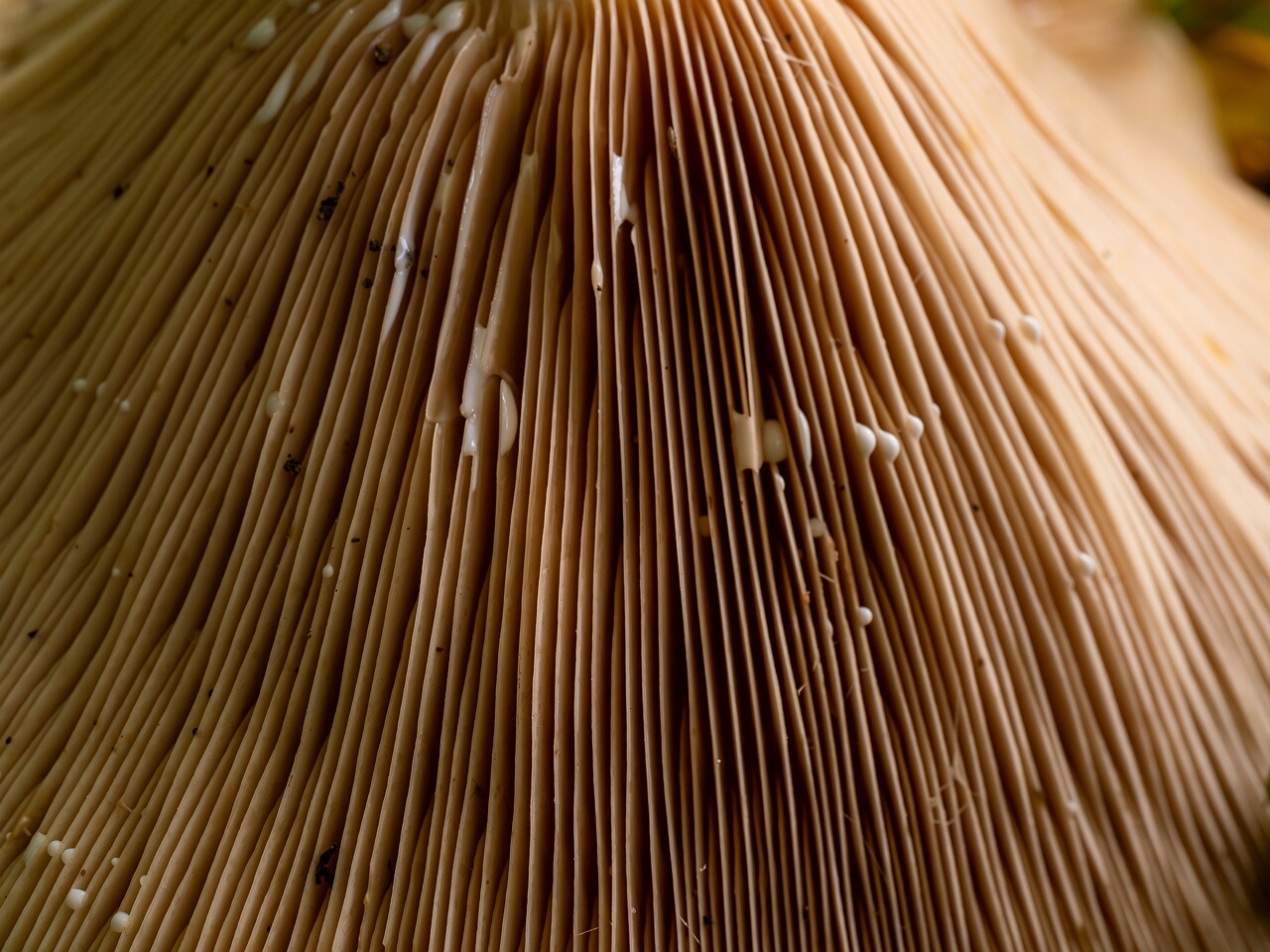Lactarius controversus _2026-09-19_1-7
