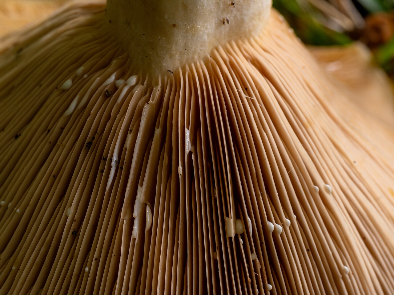 Lactarius controversus _2026-09-19_1-8