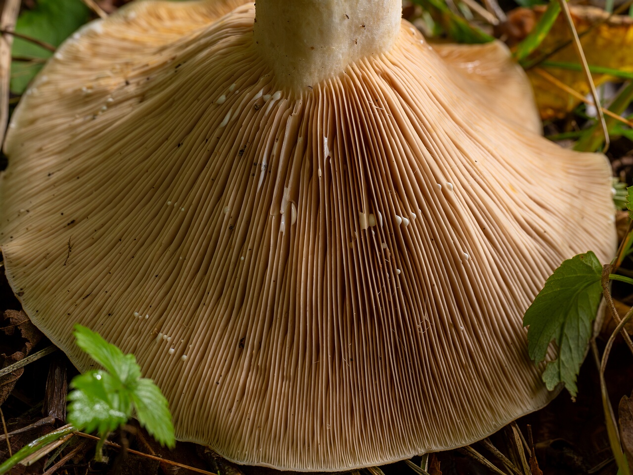 Lactarius controversus _2026-09-19_1-9