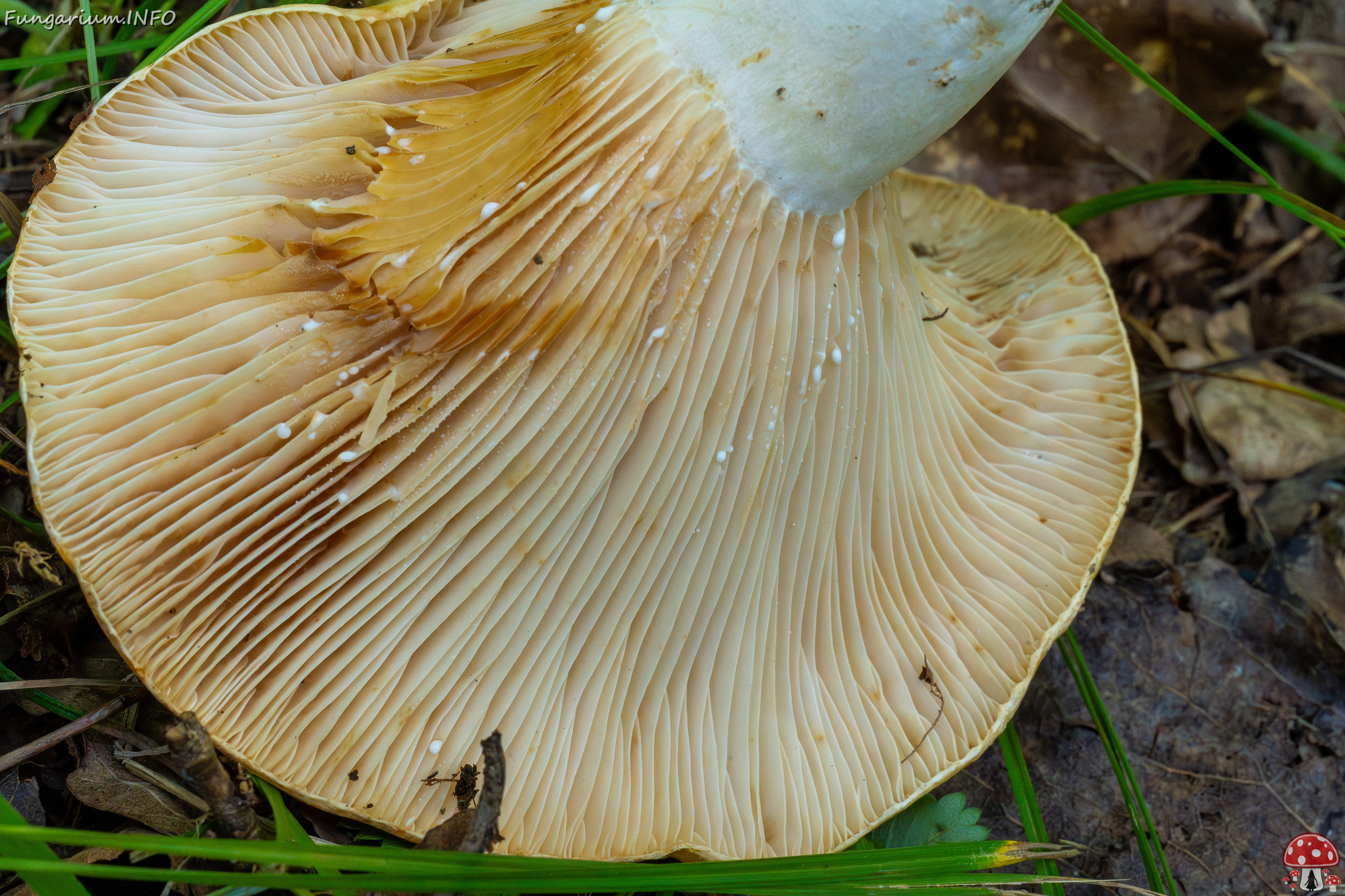 lactarius-evosmus_1-7 