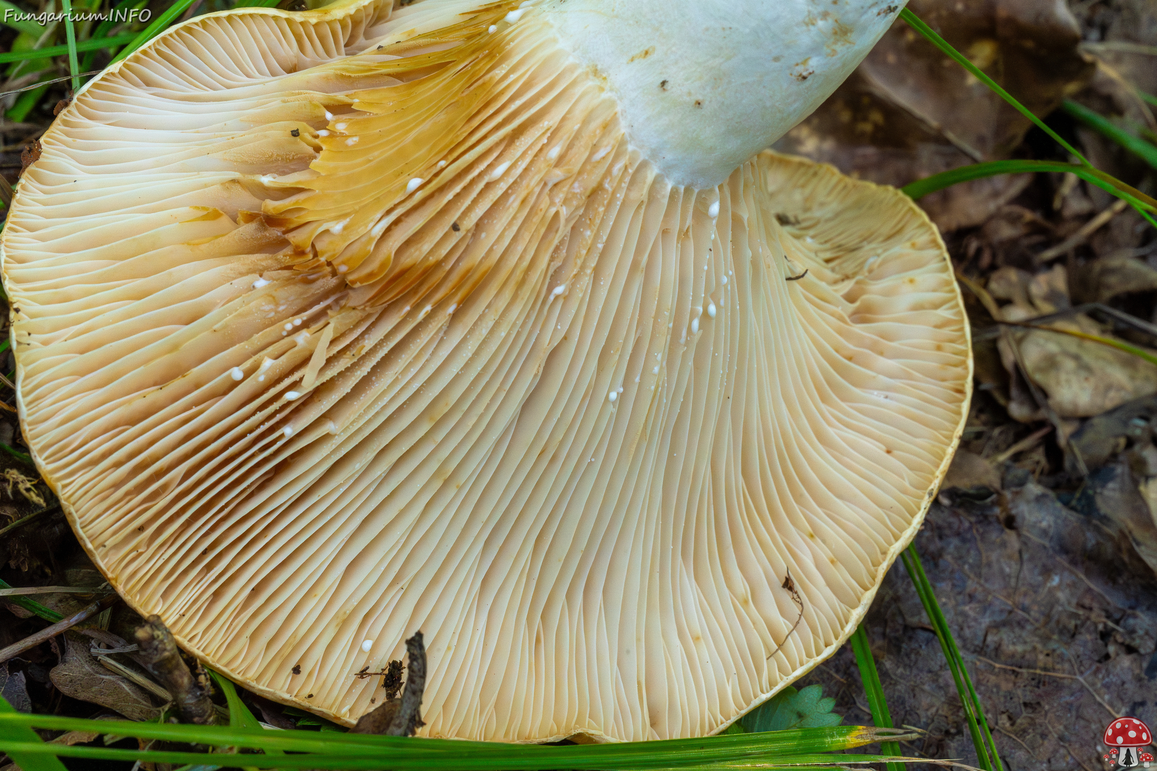 lactarius-evosmus_1-8 