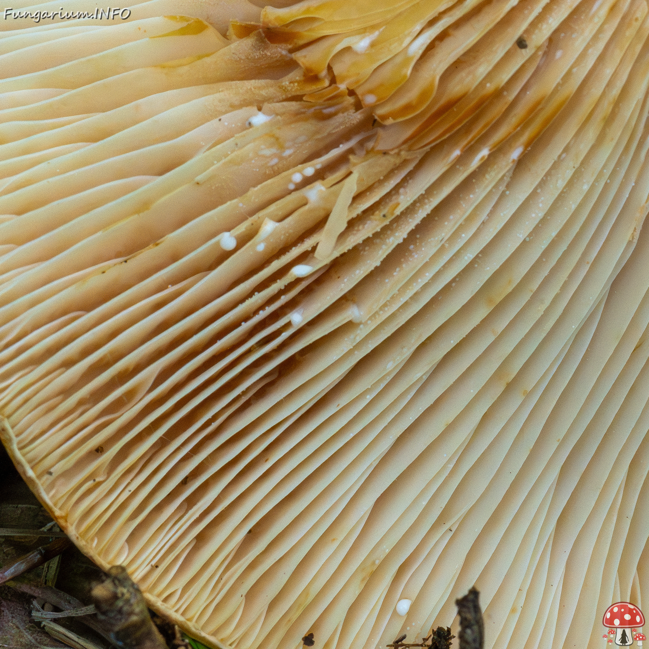 lactarius-evosmus_1-9 