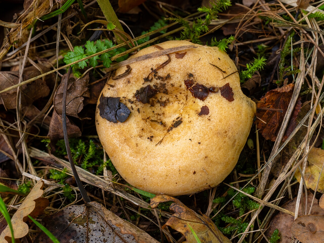 Lactarius evosmus _2026-09-19_1-3