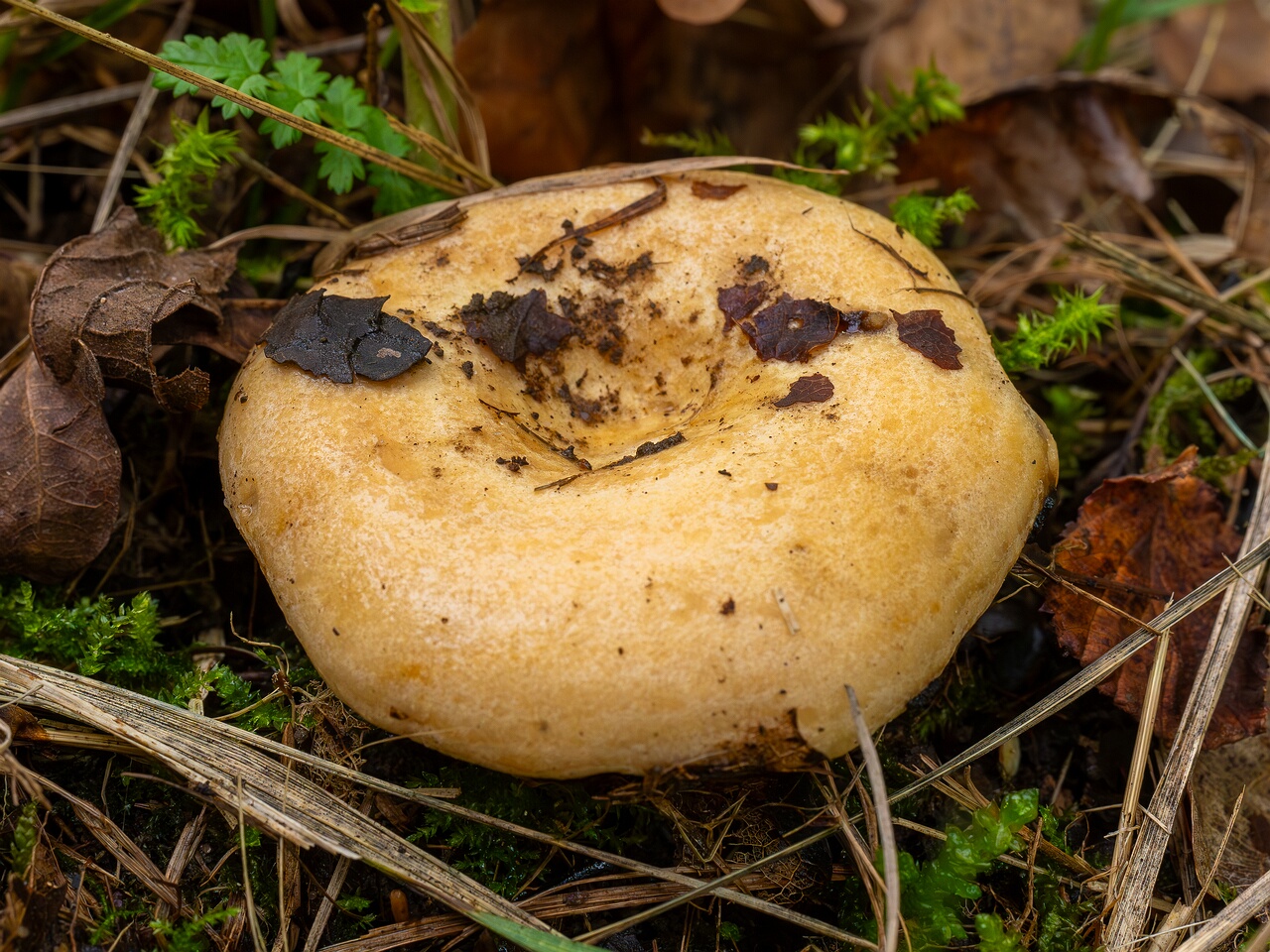Lactarius evosmus _2026-09-19_1-4