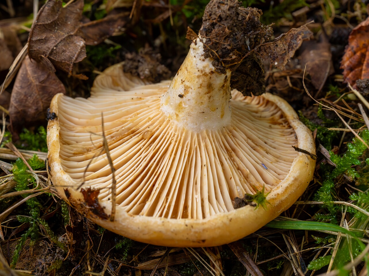 Lactarius evosmus _2026-09-19_1-5