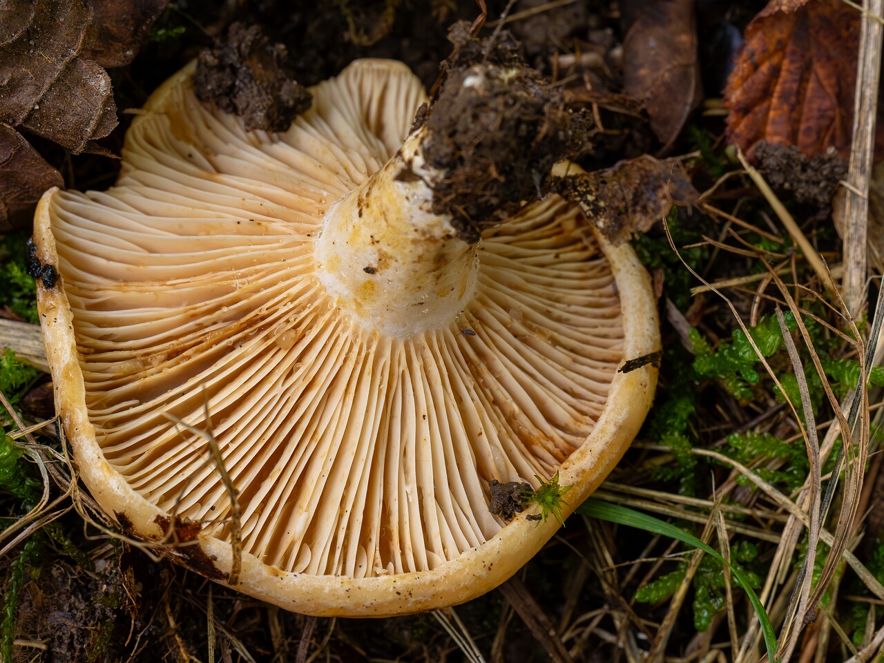 Lactarius evosmus _2026-09-19_1-6
