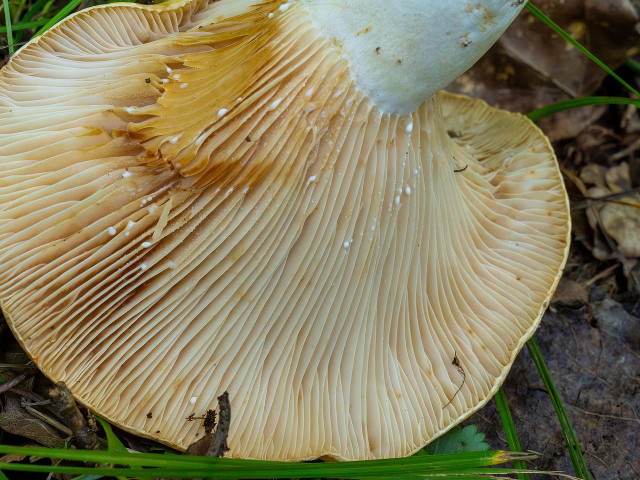 lactarius-evosmus_1-7