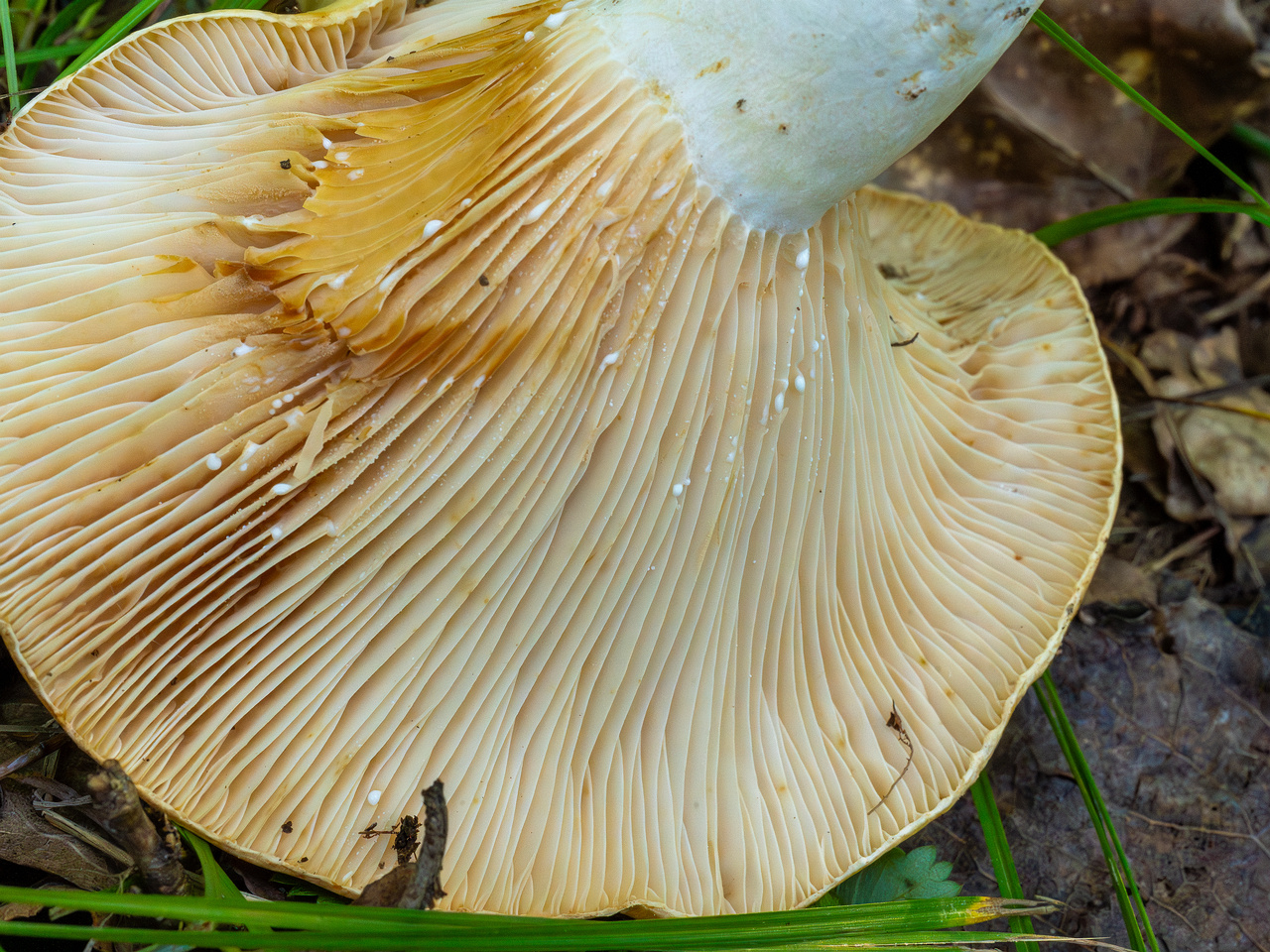 lactarius-evosmus_1-8