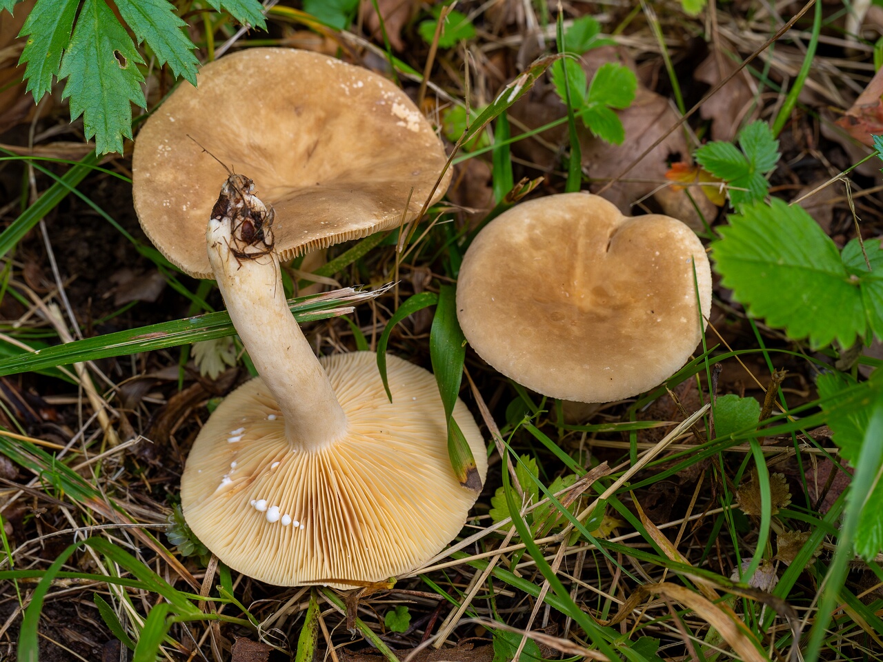 !Lactarius azonites _2026-09-19_1-6