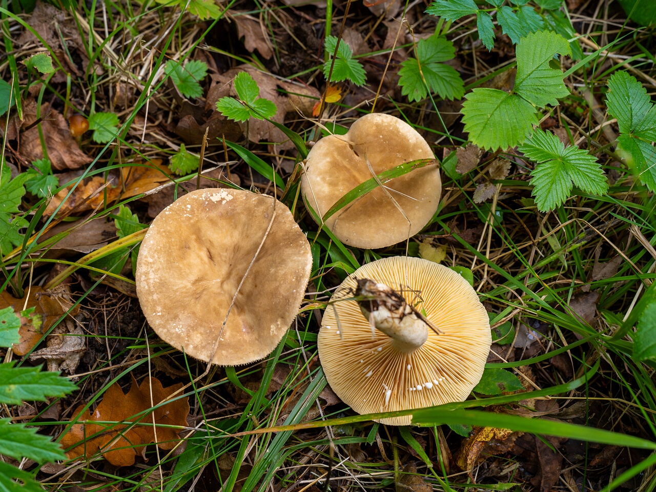 Lactarius azonites _2026-09-19_1-1