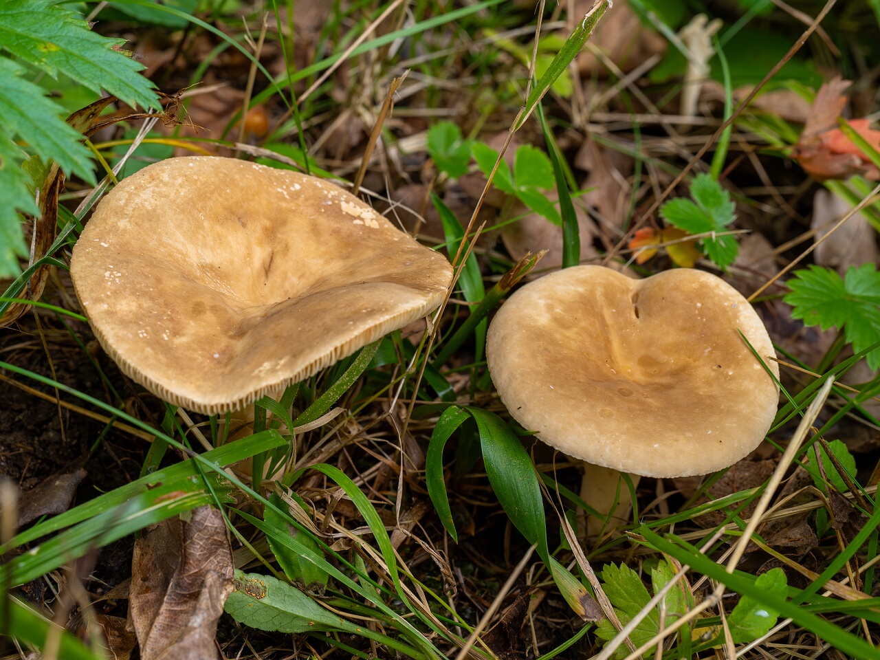 Lactarius azonites _2026-09-19_1-3