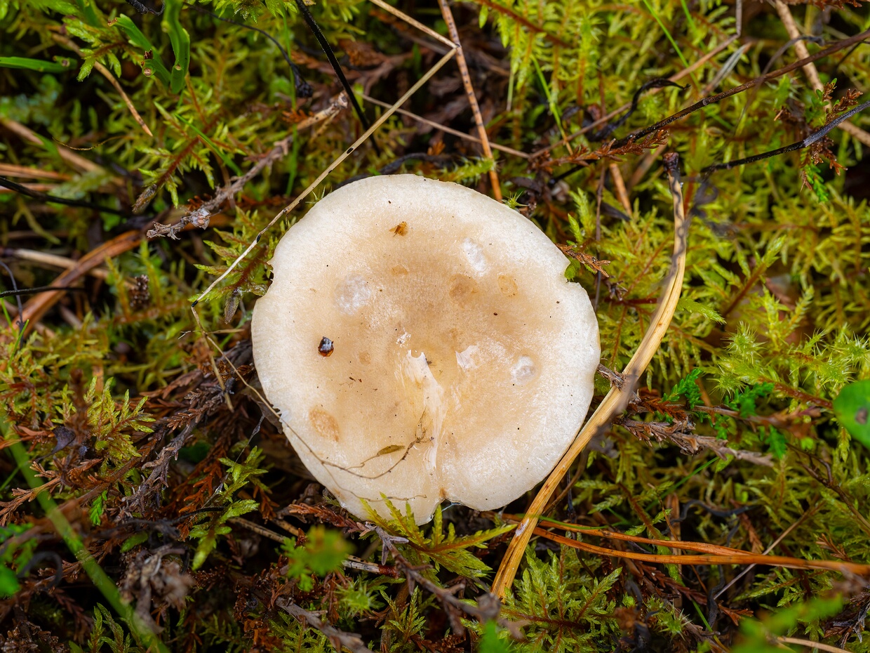 Млечник белый - Lactarius musteus