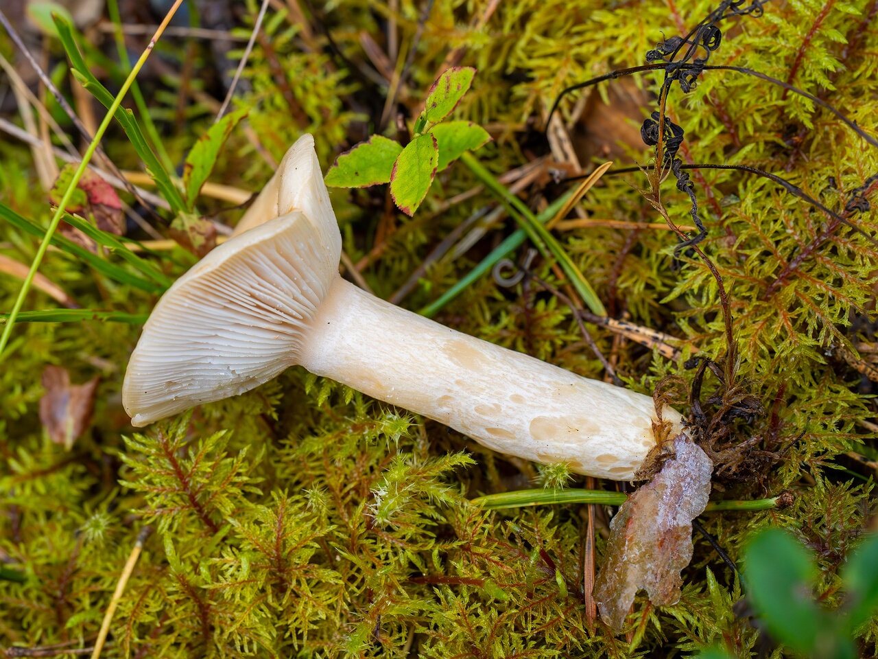 Lactarius musteus _2026-08-30_1-2