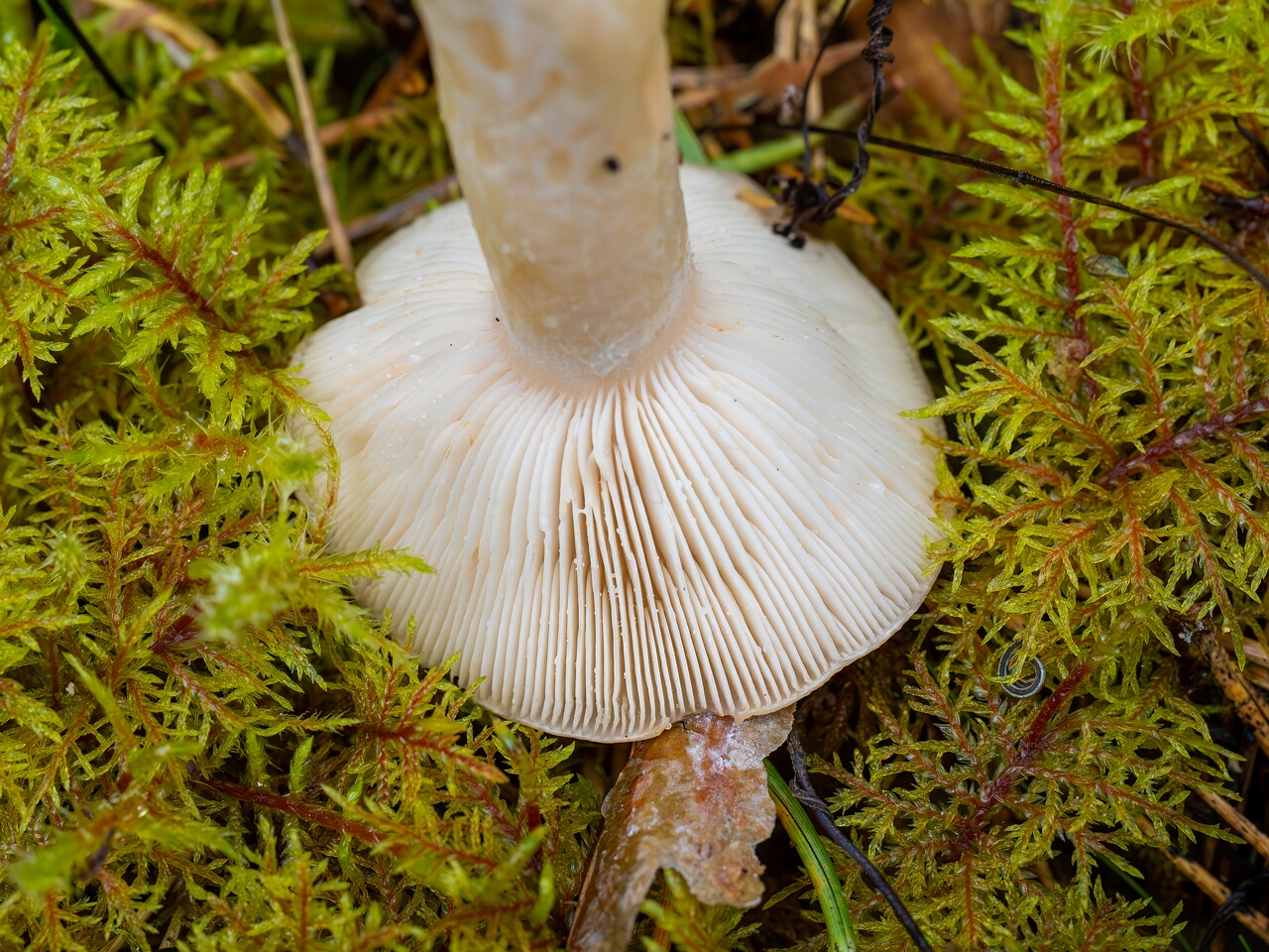 Lactarius musteus _2026-08-30_1-3