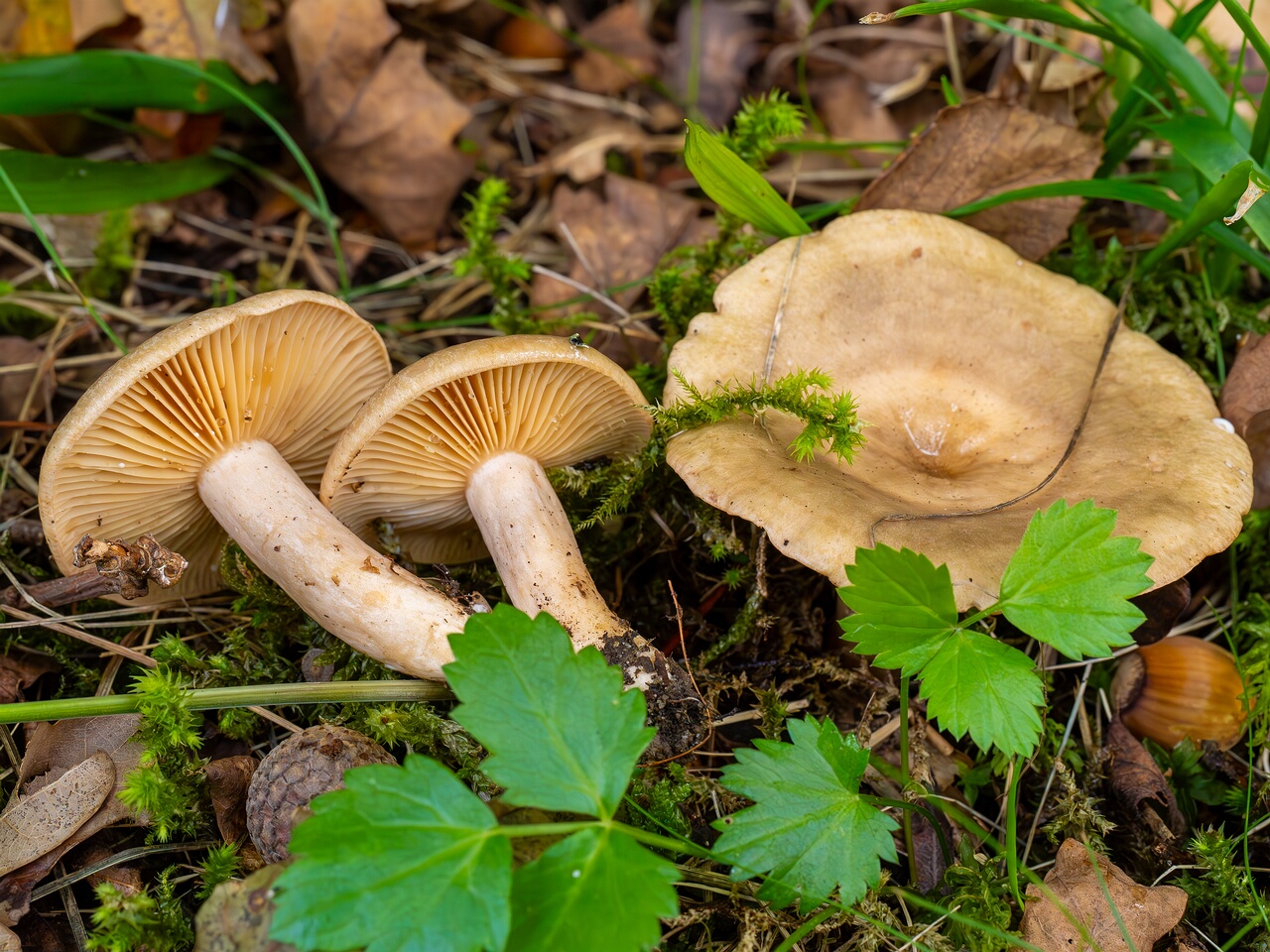 !Lactarius pyrogalus _2026-09-19_1-3