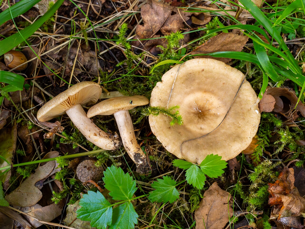 Lactarius pyrogalus _2026-09-19_1-1