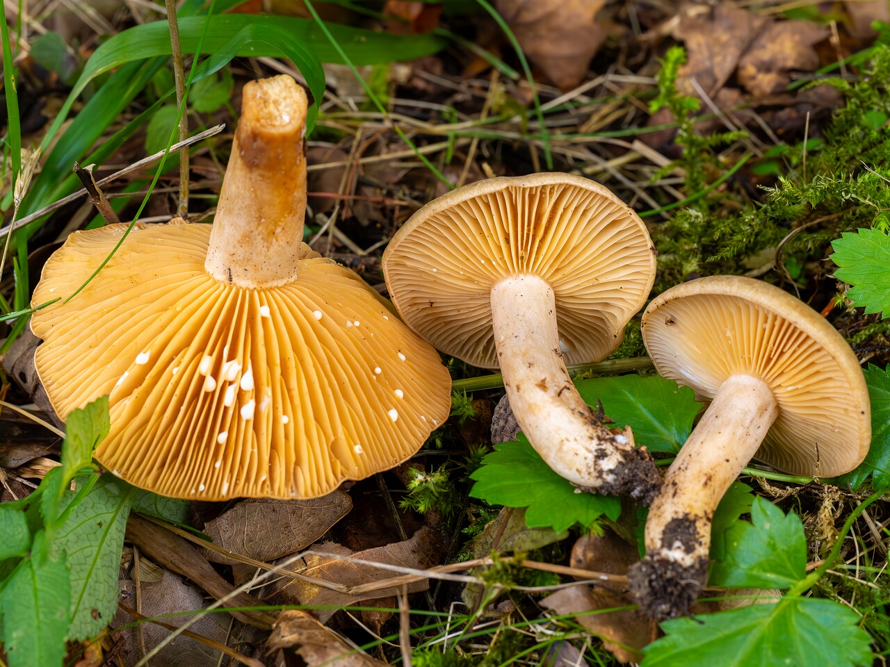 Lactarius pyrogalus _2026-09-19_1-4