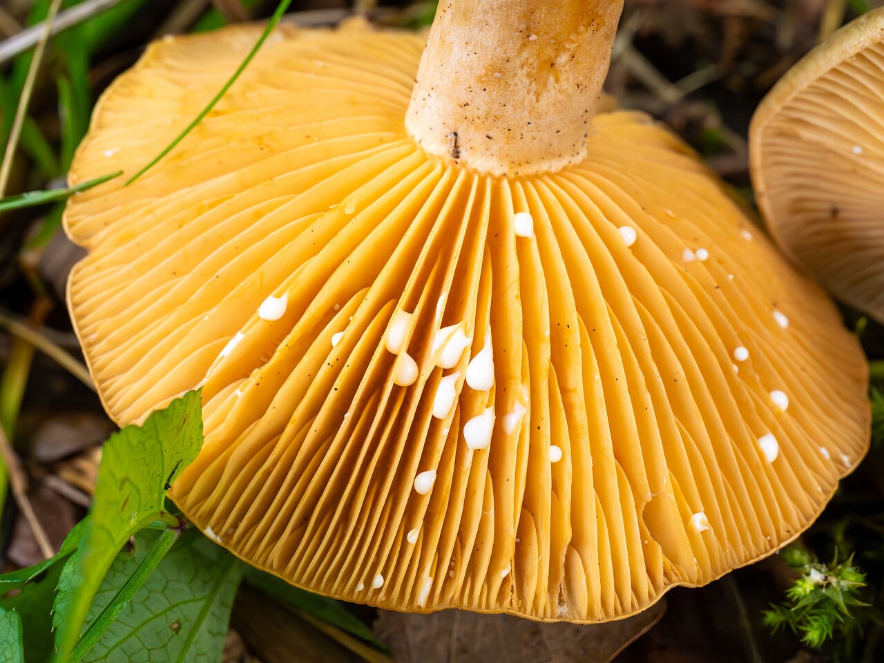 Lactarius pyrogalus _2026-09-19_1-5