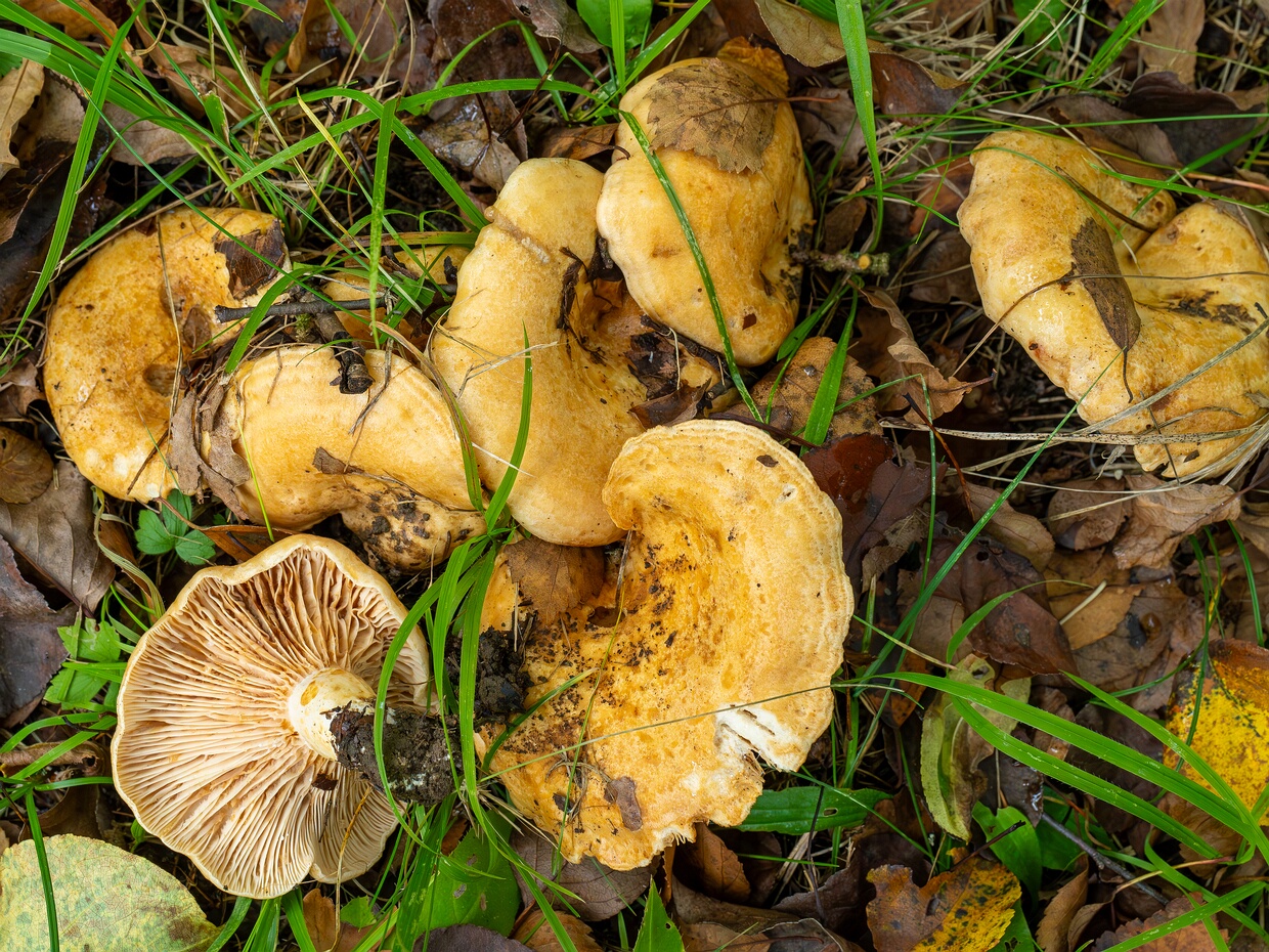 Млечник зональный - Lactarius zonarius