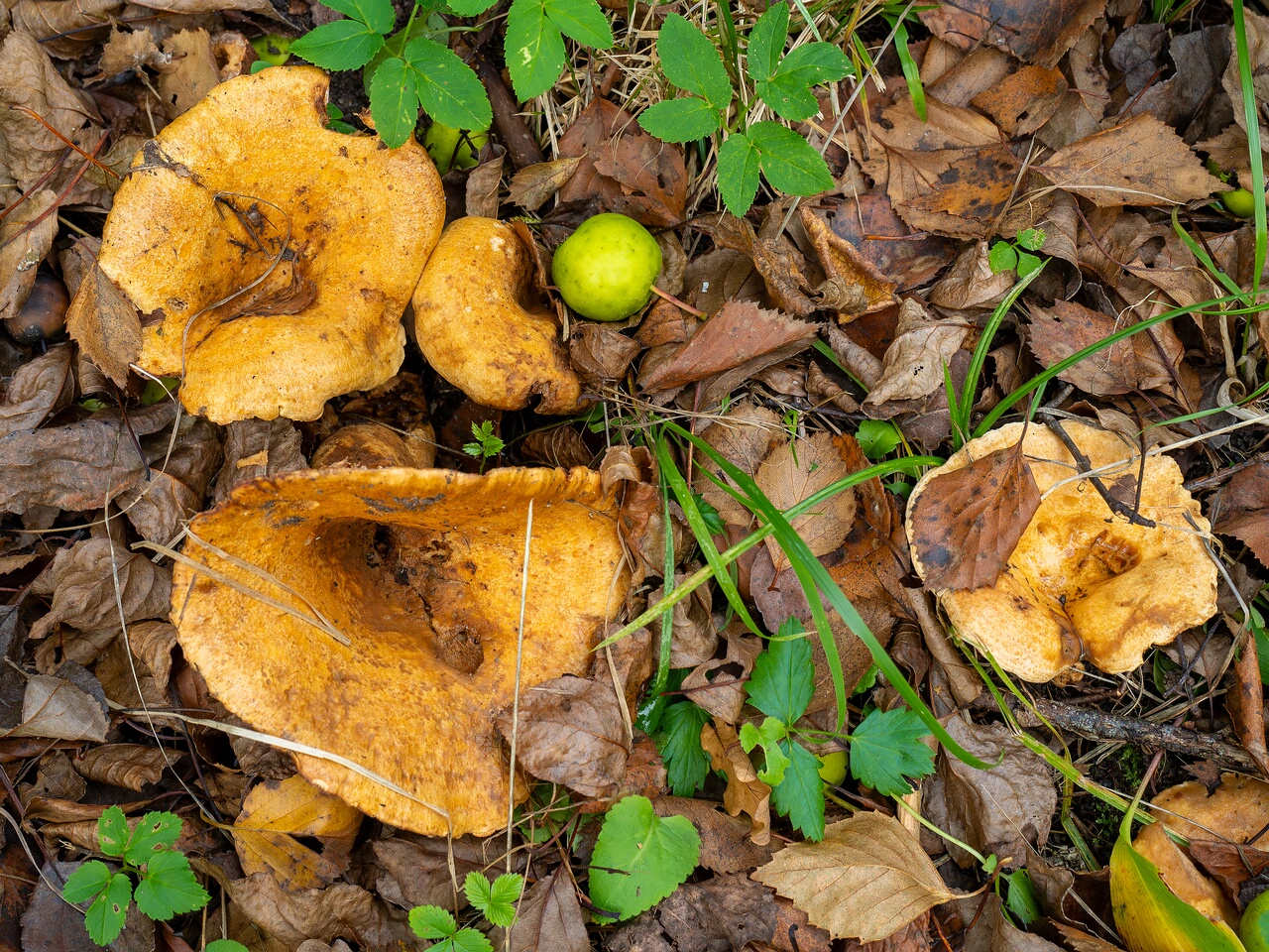 Lactarius zonarius _2026-09-19_1-1