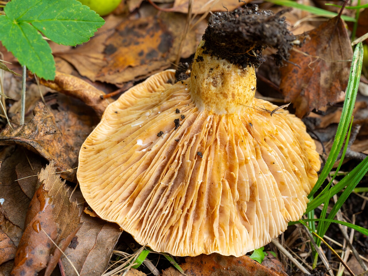 Lactarius zonarius _2026-09-19_1-2