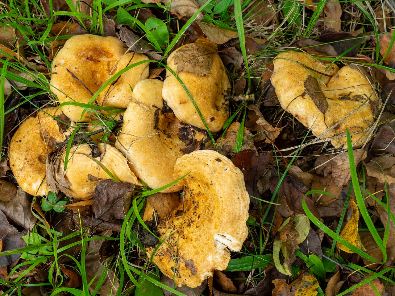 Lactarius zonarius _2026-09-19_1-3