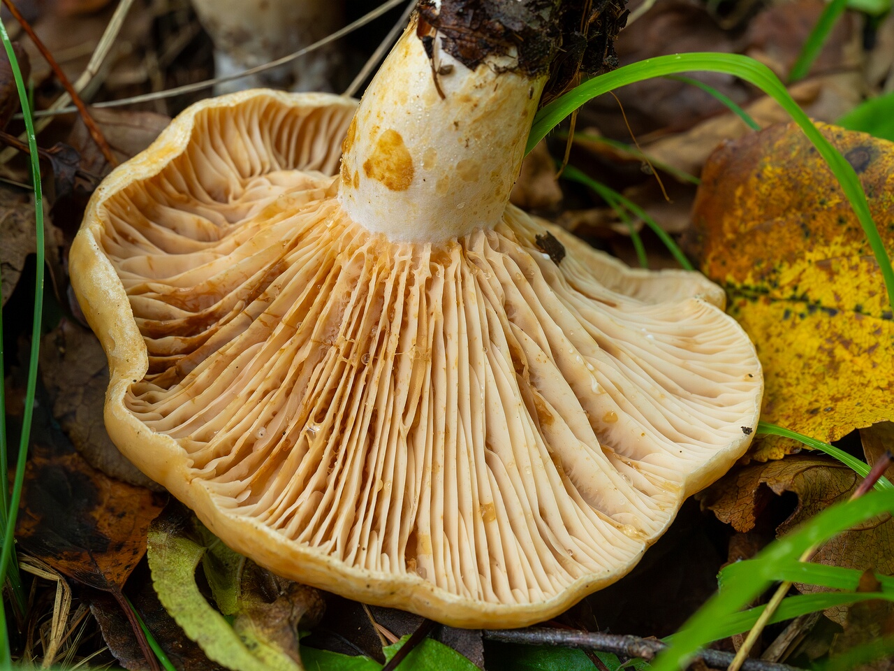 Lactarius zonarius _2026-09-19_1-4