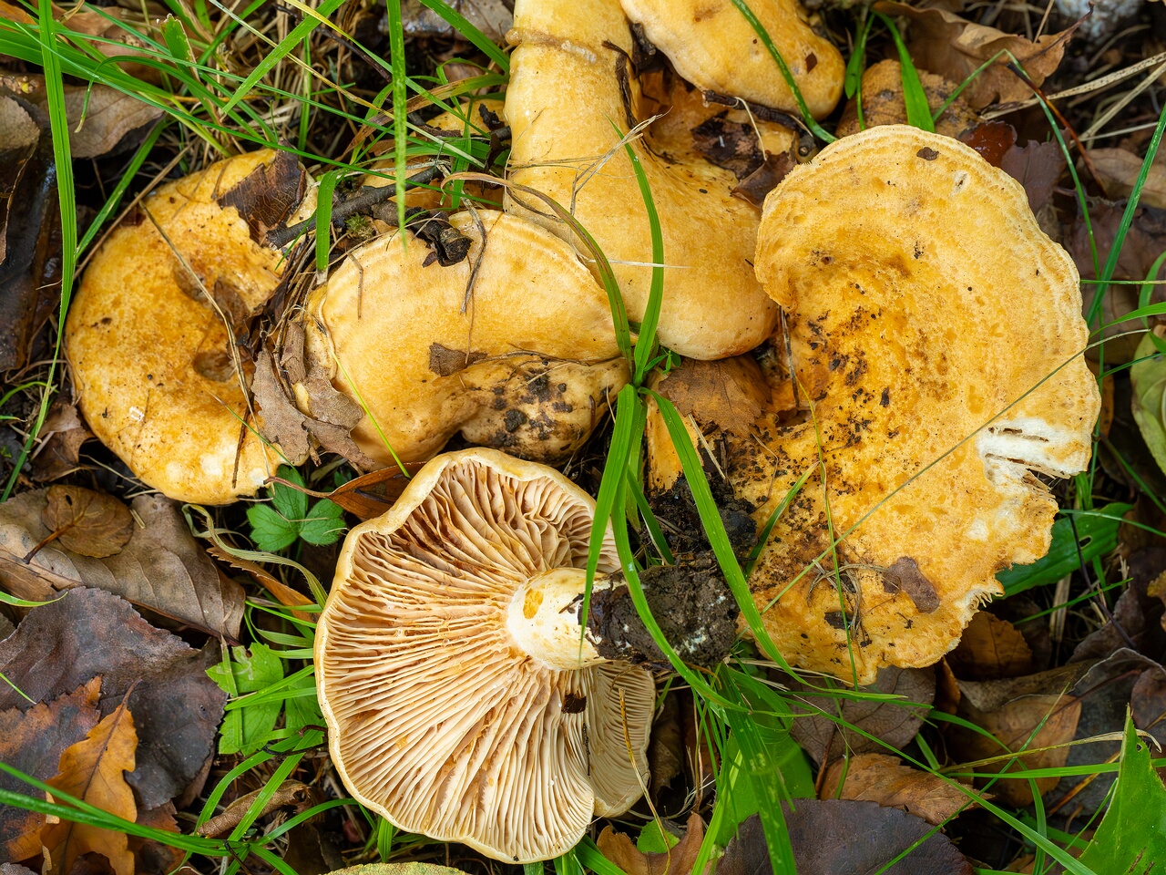 Lactarius zonarius _2026-09-19_1-7