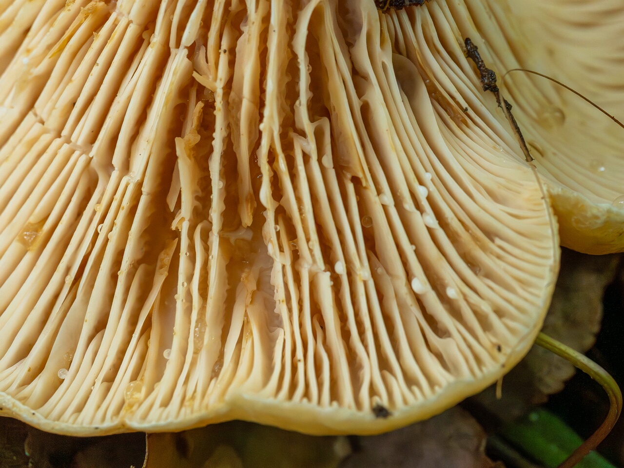 Lactarius zonarius _2026-09-19_1-8