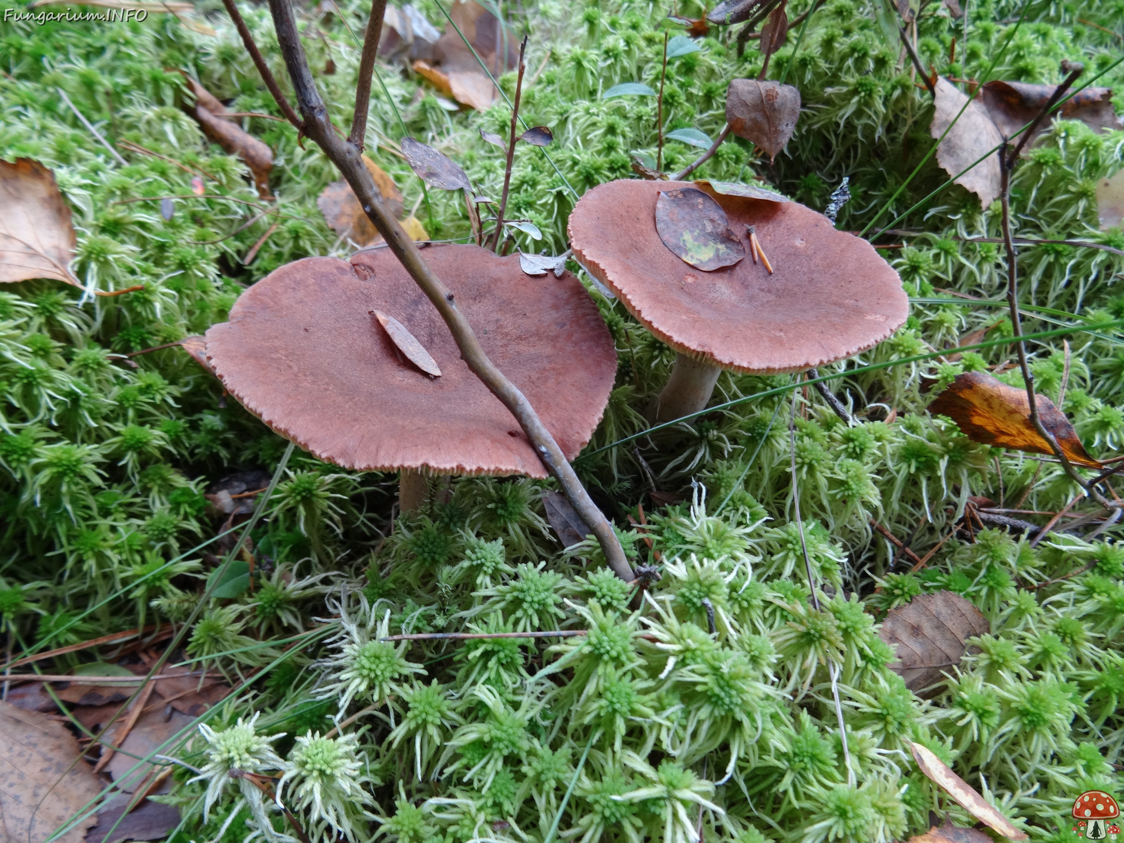 fungi-0000058 