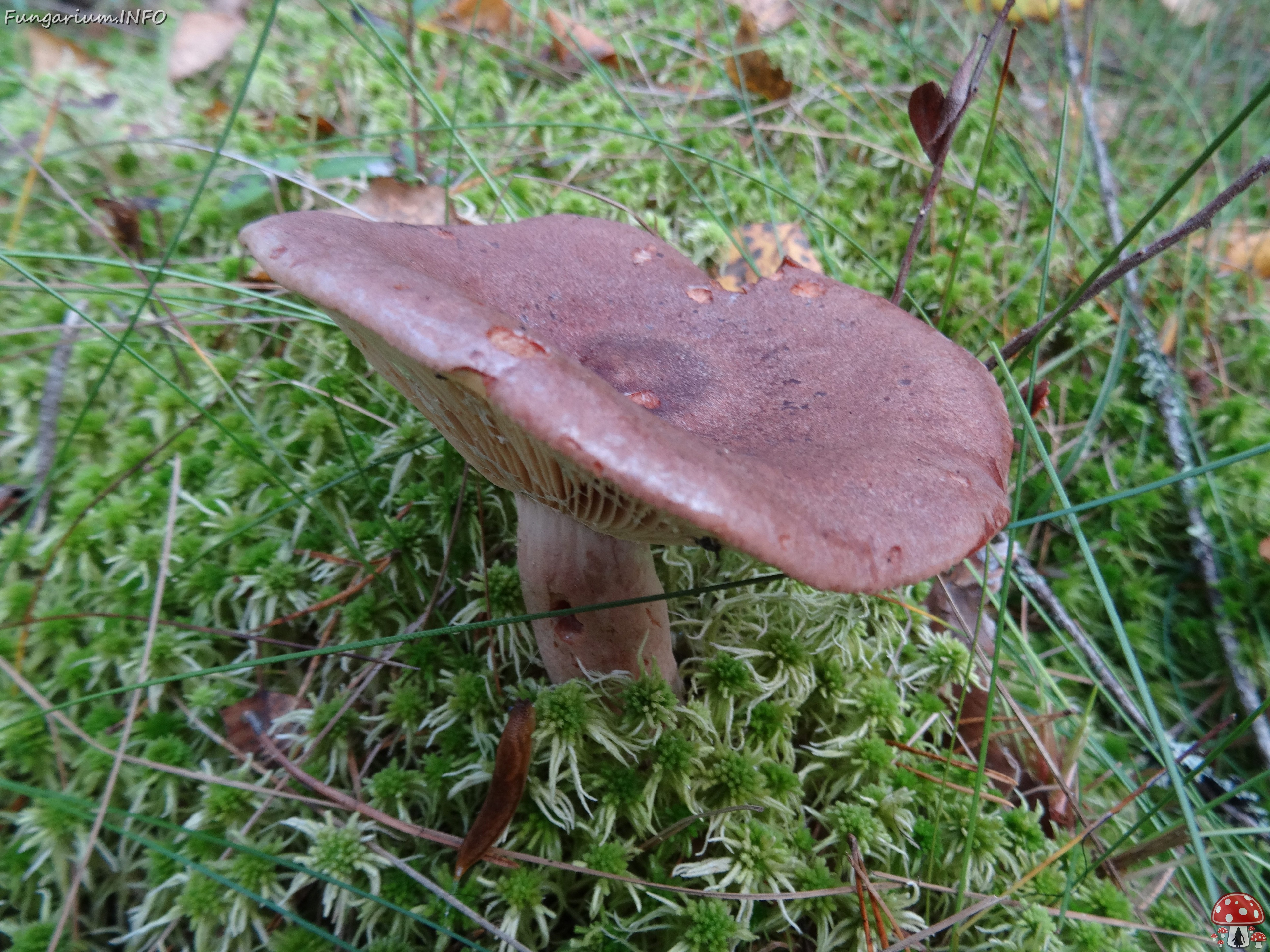 fungi-0000061 