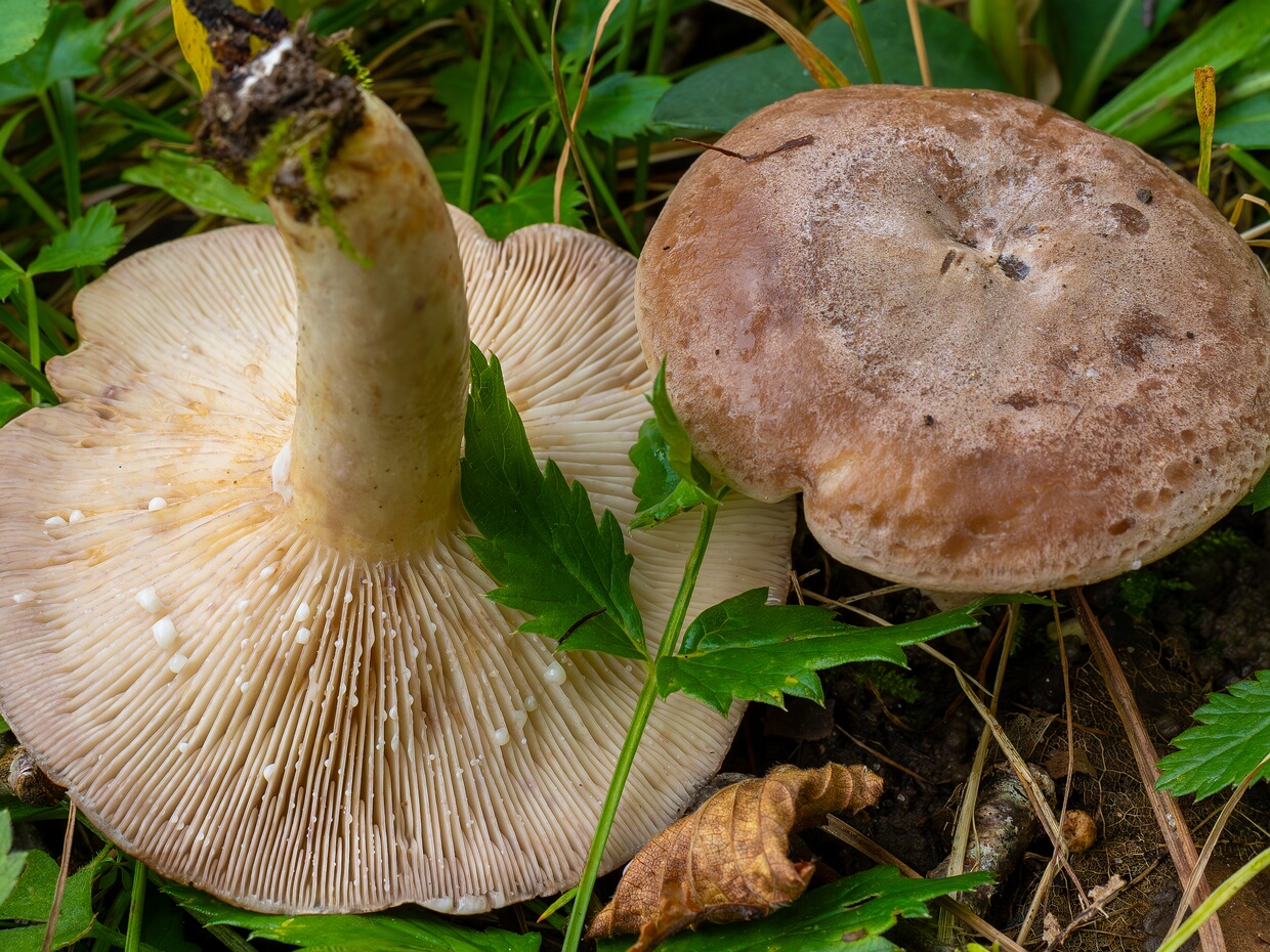 Млечник мокрый - Lactarius uvidus