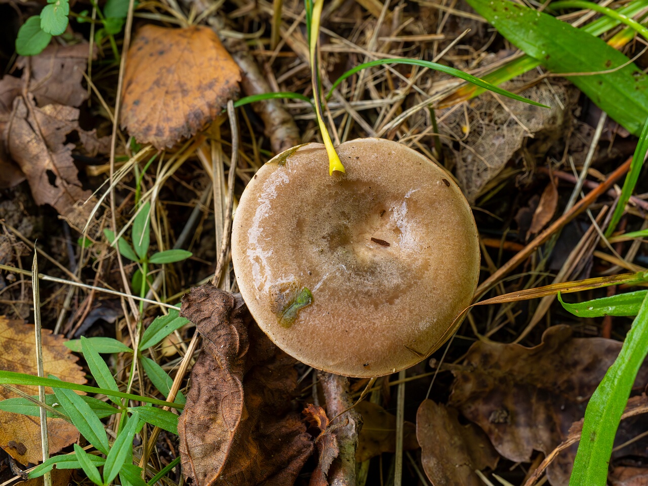Lactarius uvidus _2026-09-19_1-3