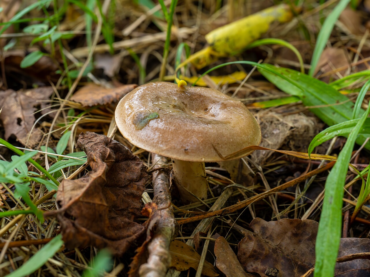 Lactarius uvidus _2026-09-19_1-4