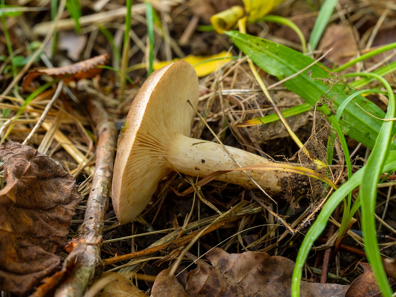 Lactarius uvidus _2026-09-19_1-5