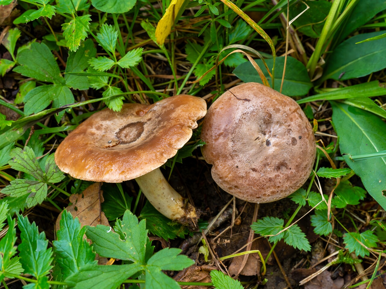 Lactarius uvidus _2026-09-19_1-6