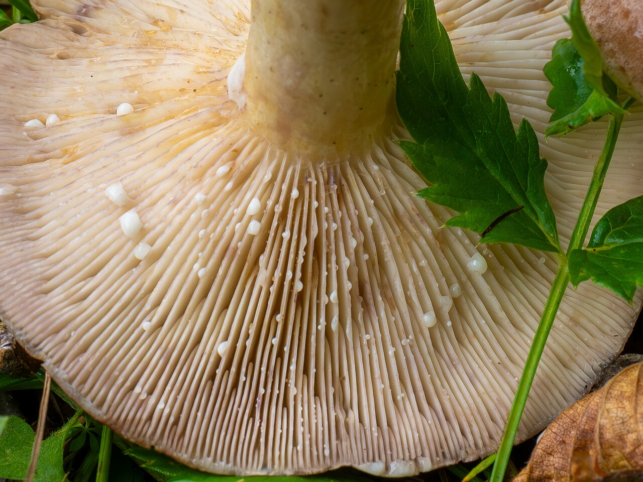 Lactarius uvidus _2026-09-19_1-8